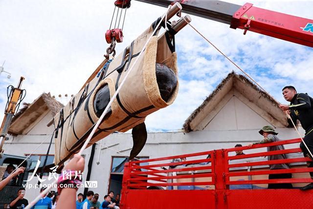海南三亚：我国首次成功救治的搁浅短肢领航鲸“海棠”回归大海