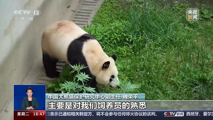 期待6月的见面！大熊猫“福宝”的居家日常来了