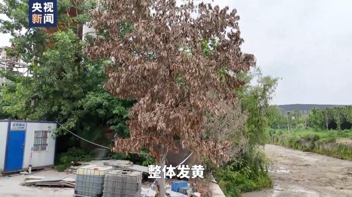 长江支流恶臭熏天、鱼虾死亡！相关部门却说“没问题”！总台记者独家调查→