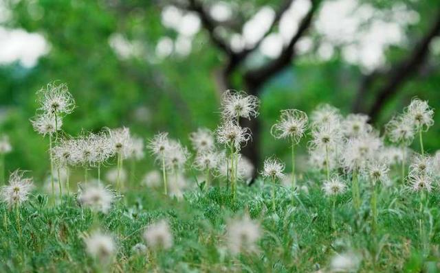 野生白头翁群落惊艳亮相莫莫格