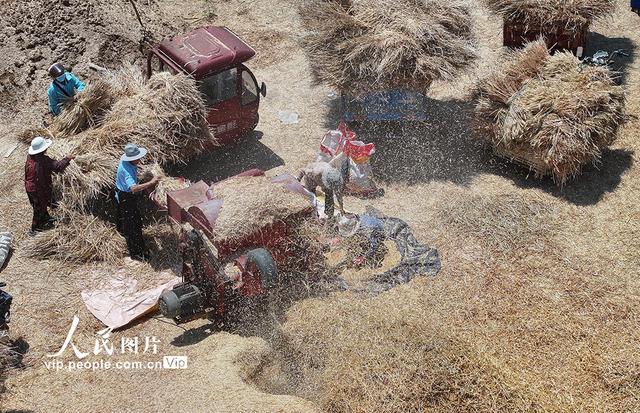 山东枣庄：热闹的打麦场