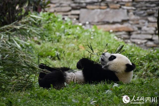 边玩边吃、爬上爬下......看大熊猫如何花式“带娃”