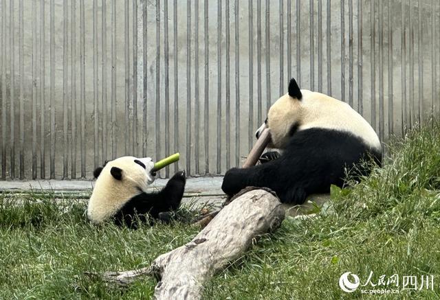 边玩边吃、爬上爬下......看大熊猫如何花式“带娃”