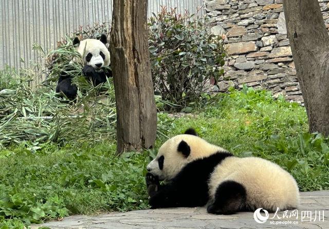 边玩边吃、爬上爬下......看大熊猫如何花式“带娃”