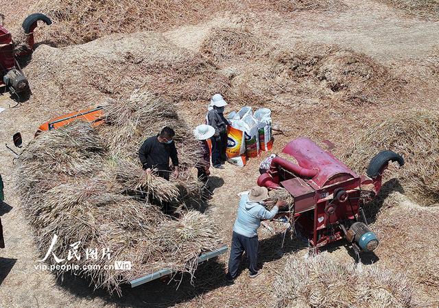 山东枣庄：热闹的打麦场