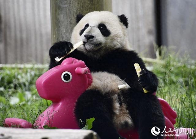 边玩边吃、爬上爬下......看大熊猫如何花式“带娃”