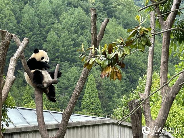 边玩边吃、爬上爬下......看大熊猫如何花式“带娃”