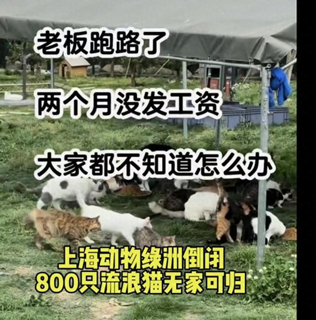 上海动物绿洲倒闭800只流浪猫无家可归？基地：有400多只猫，员工均在岗