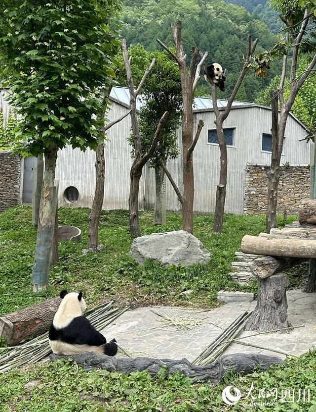 边玩边吃、爬上爬下......看大熊猫如何花式“带娃”