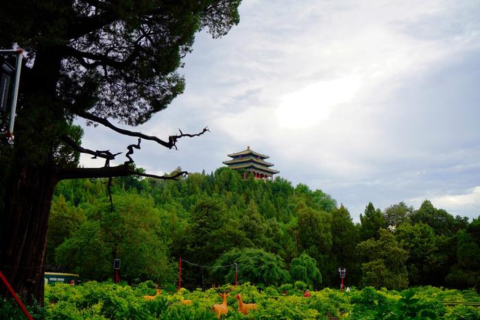 速看！雨后的景山公园