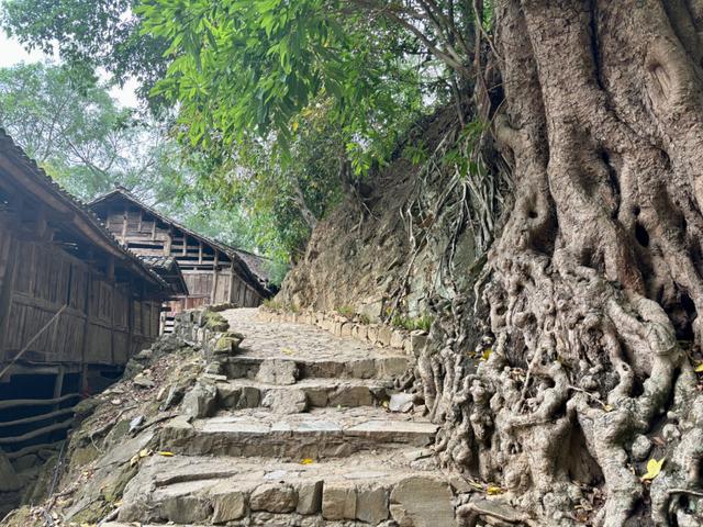 古树、古寨、古朴，探寻南龙布依古寨的美丽之旅