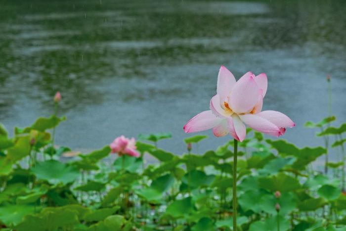 夏花正烂漫，这几个赏花宝藏地快去打卡！