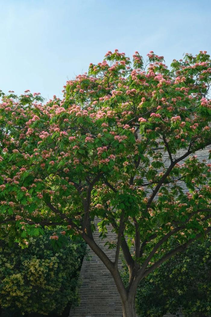 夏花正烂漫，这几个赏花宝藏地快去打卡！