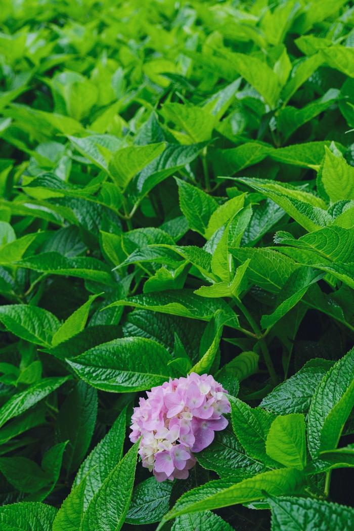 夏花正烂漫，这几个赏花宝藏地快去打卡！