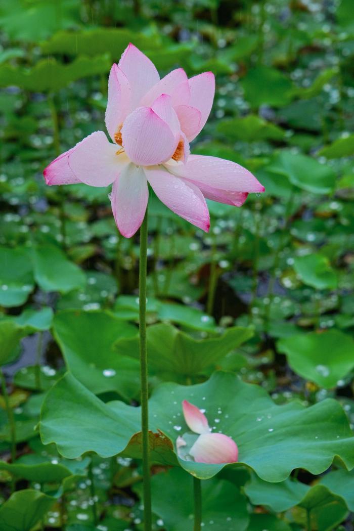 夏花正烂漫，这几个赏花宝藏地快去打卡！