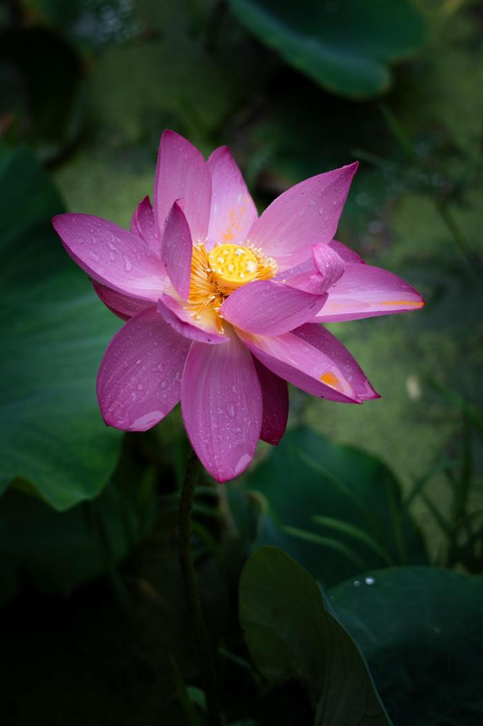 夏花正烂漫，这几个赏花宝藏地快去打卡！