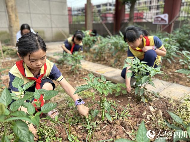 “这份名贵的‘六一’礼品，尔将永久收藏” 王波 南充市 小学 第4张