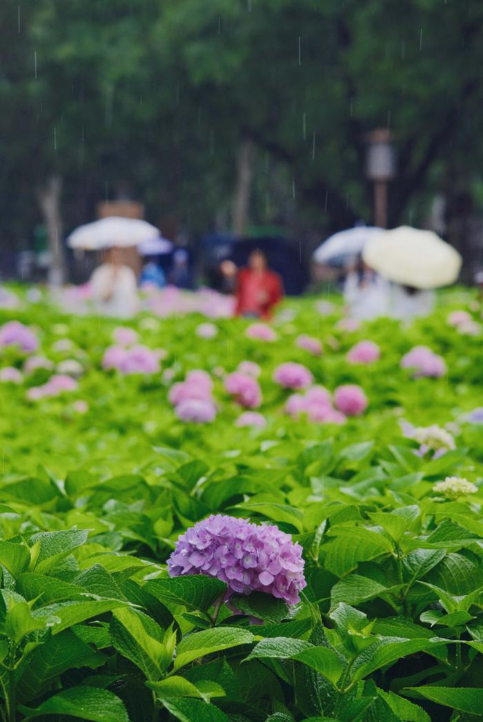 夏花正烂漫，这几个赏花宝藏地快去打卡！