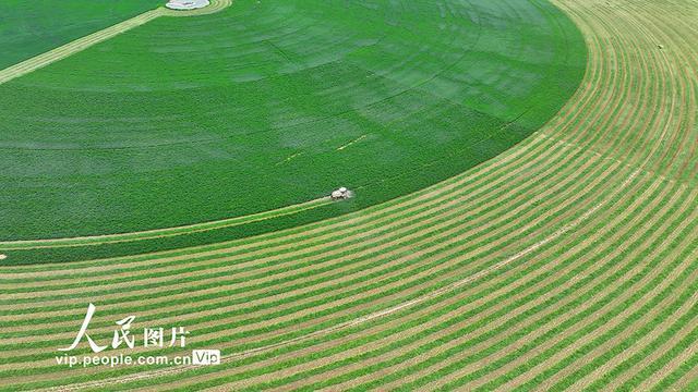 甘肃民乐：头茬紫花苜蓿进入收获期