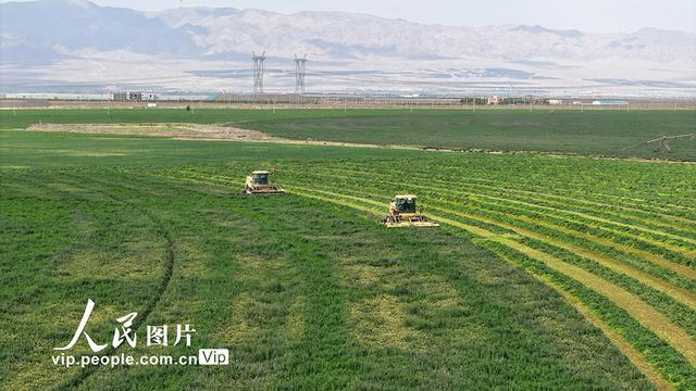 甘肃民乐：头茬紫花苜蓿进入收获期