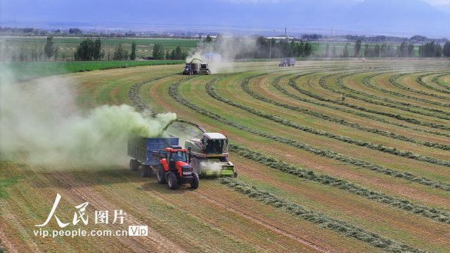 甘肃民乐：头茬紫花苜蓿进入收获期