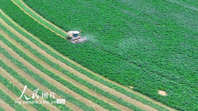 甘肃民乐：头茬紫花苜蓿进入收获期