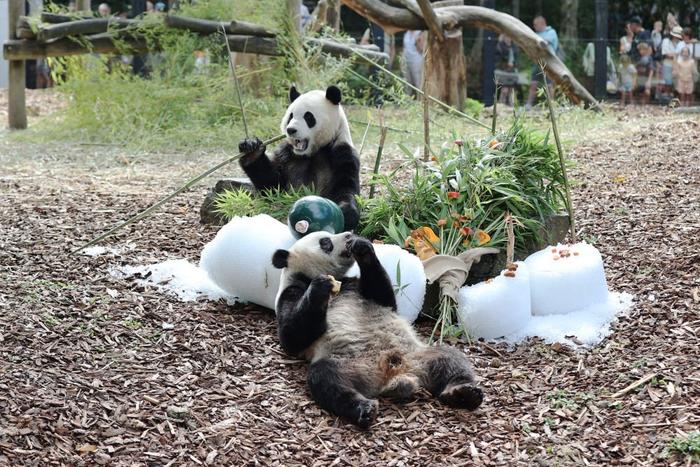 韩国市长请求大熊猫，今年旅外大熊猫新动态 熊猫 韩国 中国 动物园 第21张