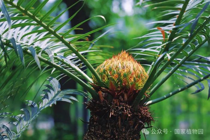 国家植物园“铁树”开花啦！