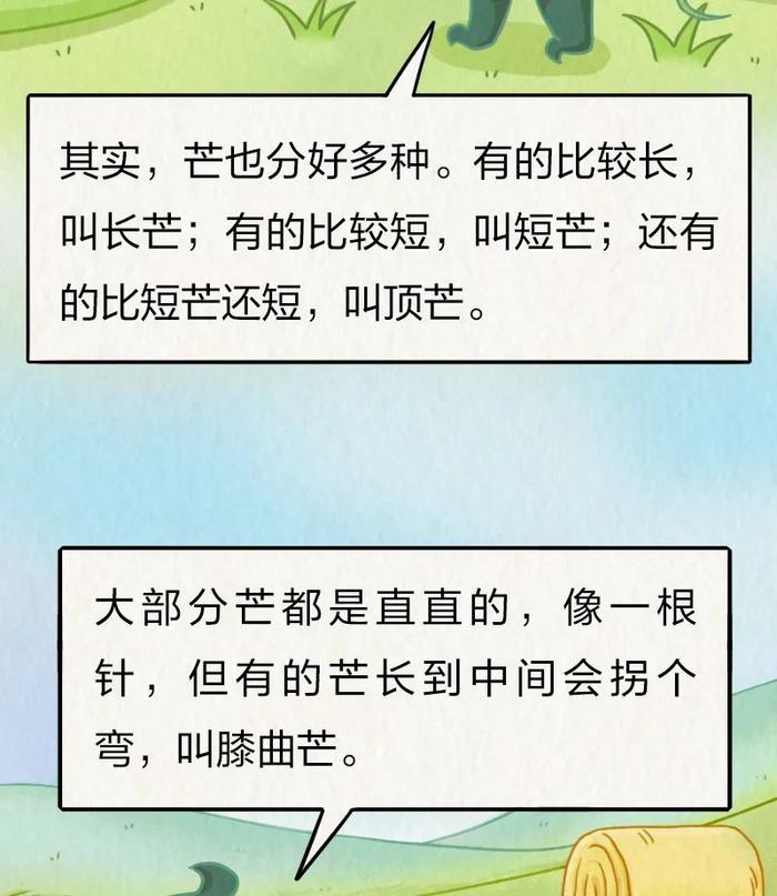 今日芒种｜“针尖对麦芒”里的“麦芒”是啥？竟然还会自己挖洞！