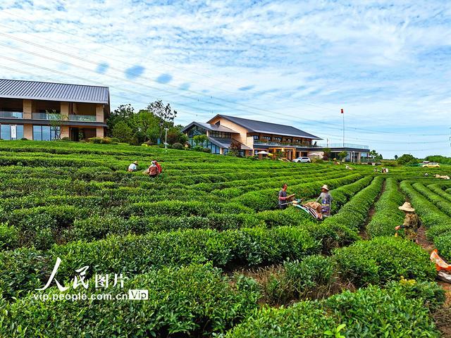 江西南昌：机采夏茶忙