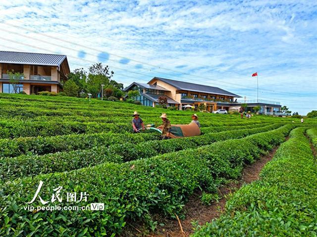 江西南昌：机采夏茶忙