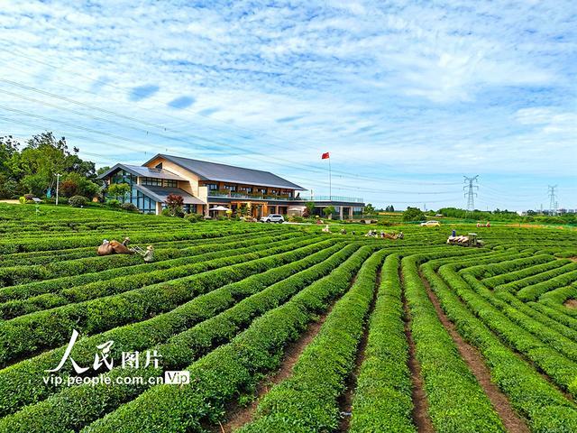 江西南昌：机采夏茶忙