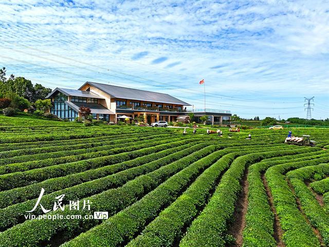 江西南昌：机采夏茶忙