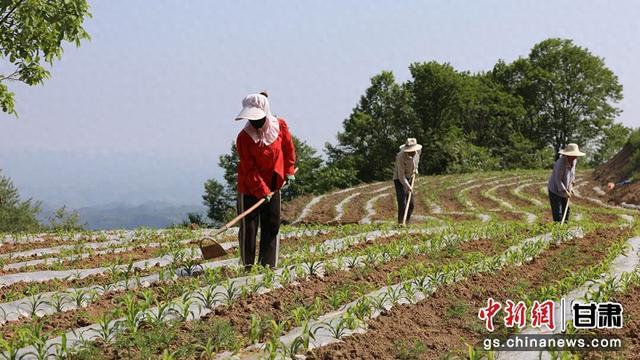 徽县：从田间到餐桌 小小种子孕育大经济