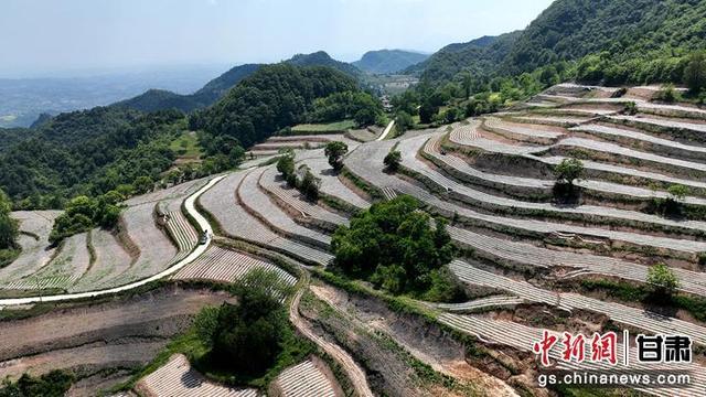 徽县：从田间到餐桌 小小种子孕育大经济