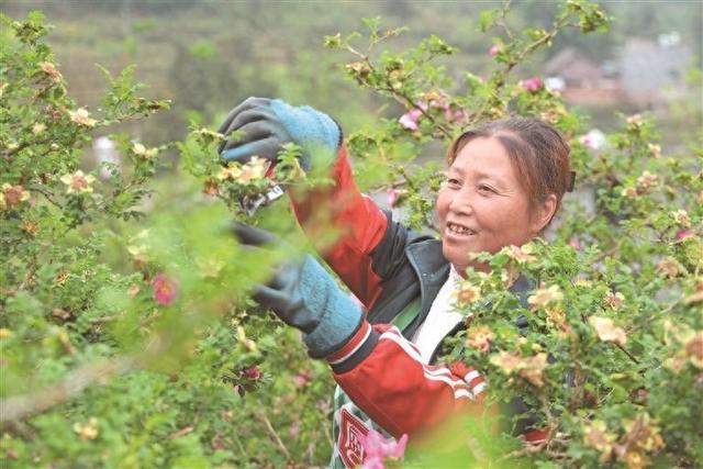 修枝剪条 刺梨花开