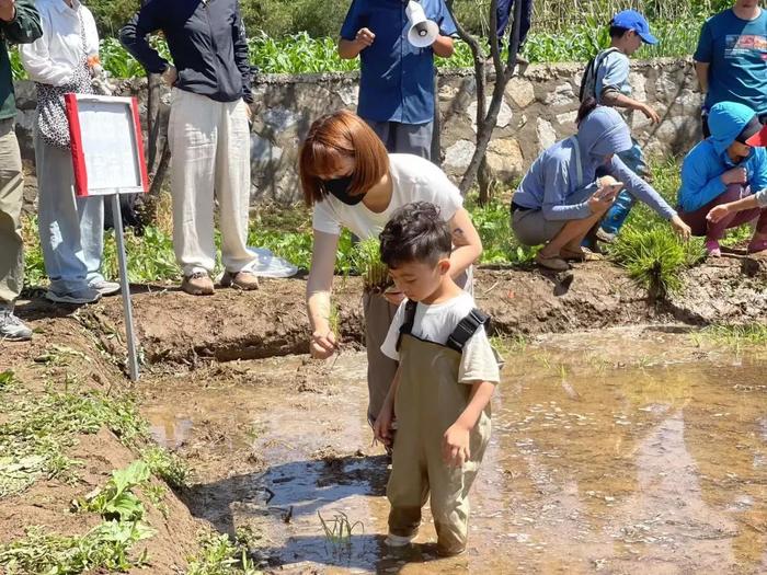 稻田亲子插秧乐、浑水摸鱼大作战，房山长沟镇农事体验正当时