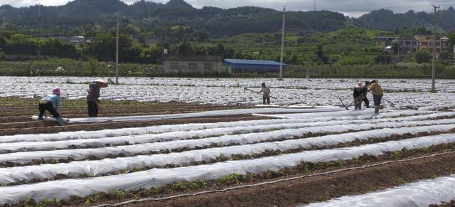 贵州黄平旧州镇：田间地头农事忙 乡村振兴产业旺