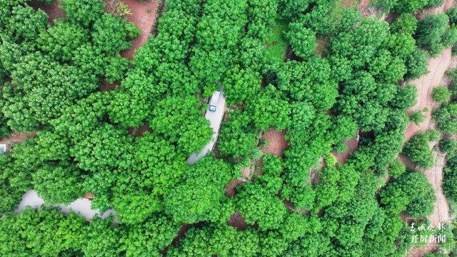 美好生活在云南 | 大理宾川：初夏核桃林，只此青绿