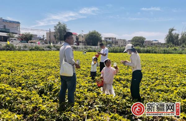 摘草莓、品美食、赏美景......这个端午节青格达湖乡采摘活动好热闹！