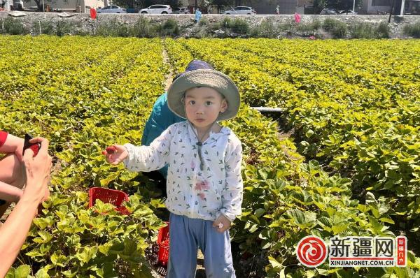 摘草莓、品美食、赏美景......这个端午节青格达湖乡采摘活动好热闹！