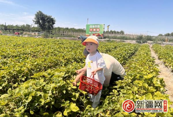 摘草莓、品美食、赏美景......这个端午节青格达湖乡采摘活动好热闹！