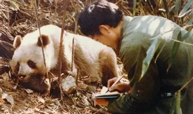 再现棕色熊猫，珍稀变种引发全球关注！我国科学家揭开背后秘密