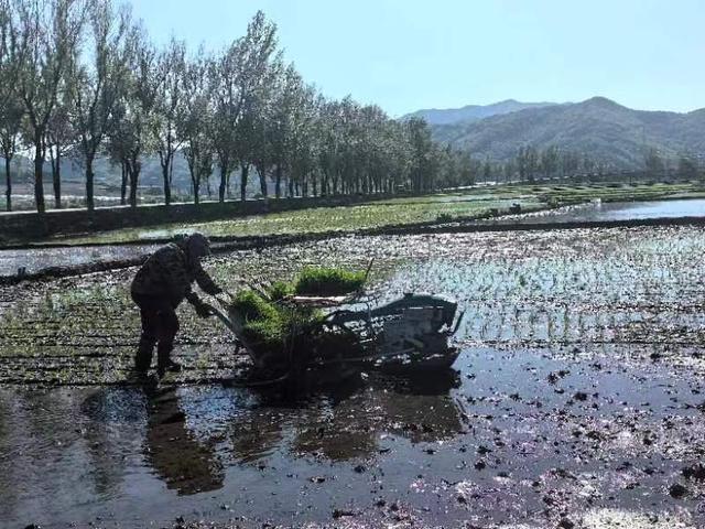 集安市花甸镇： 播种稻田里的希望