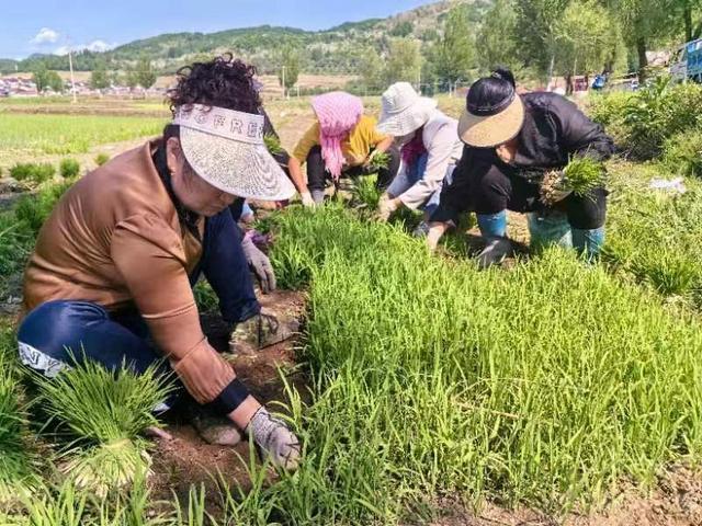 集安市花甸镇： 播种稻田里的希望