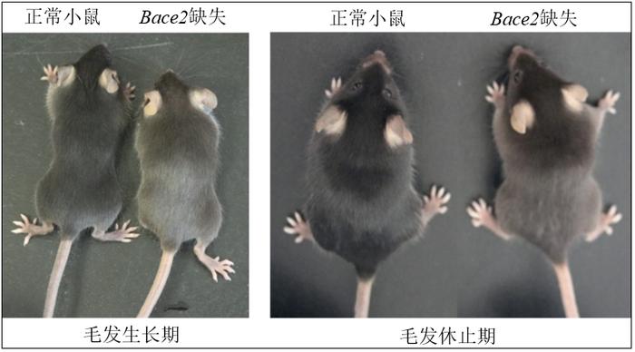 再现棕色熊猫，珍稀变种引发全球关注！我国科学家揭开背后秘密