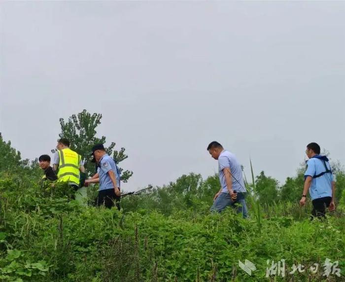 武汉江边发现鳄鱼，最新消息