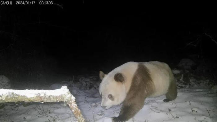 再现棕色熊猫，珍稀变种引发全球关注！我国科学家揭开背后秘密