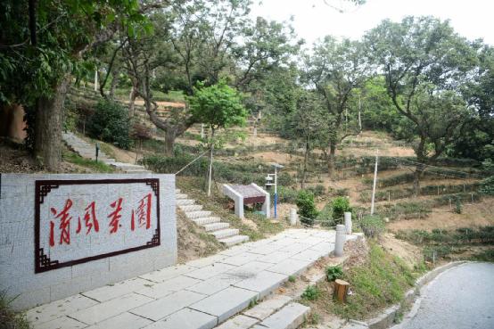 后悔没早点来！这么美的千亩仙境茶园，就在广州……