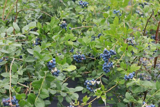 安徽旌德：百亩蓝莓喜丰收 “小浆果”成“致富果”